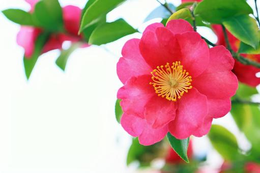 1月23日寒椿