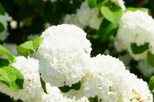 4月24日オオデマリ