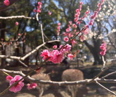 1月24日紅梅