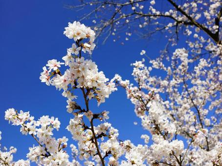 4月1日ソメイヨシノ