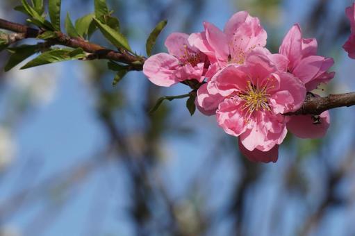 3月3日モモの花