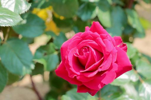 1月3日薔薇(赤)