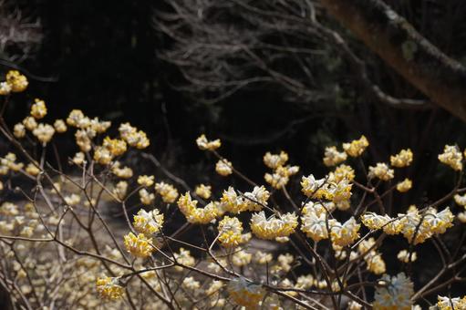 3月10日ミツマタ