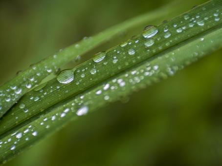 白露・草の露