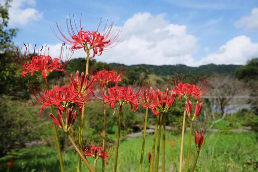 秋分・彼岸花
