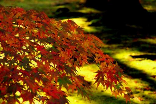 霜降・紅葉