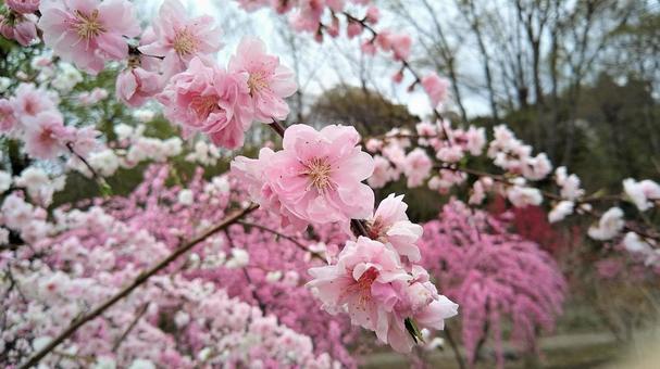 啓蟄・桃の花