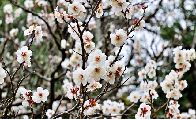 立春・梅の花