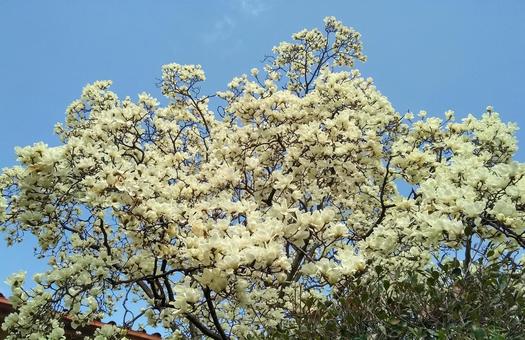 春分・桜