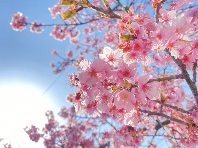 春分・桜