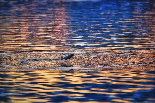 立春・魚のジャンプ